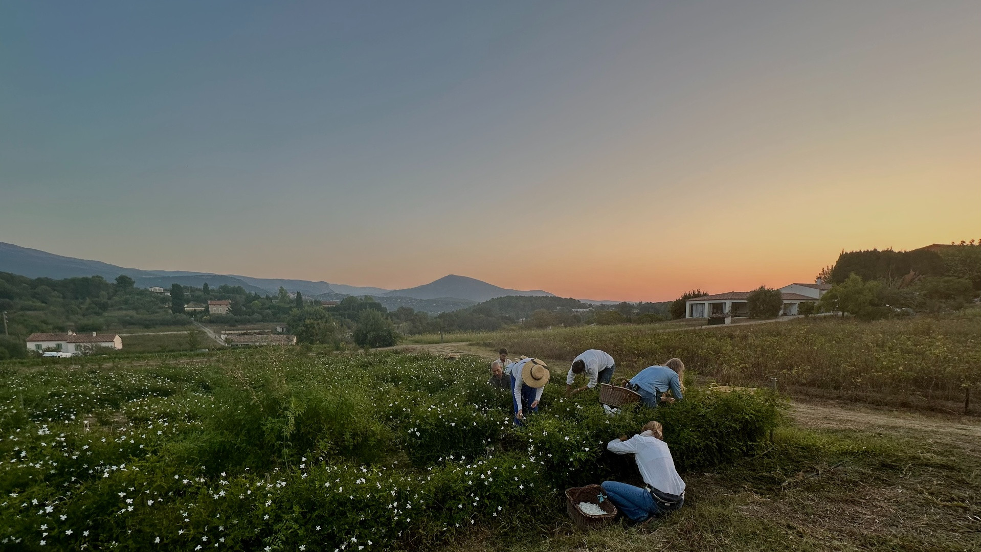 La récolte du jasmin sur les collines de Grasse